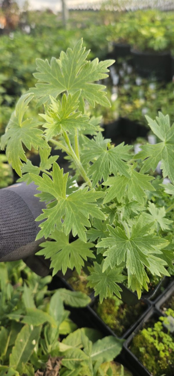 Delphinium 'Sweethearts'2 Delphinium 'Sweethearts'