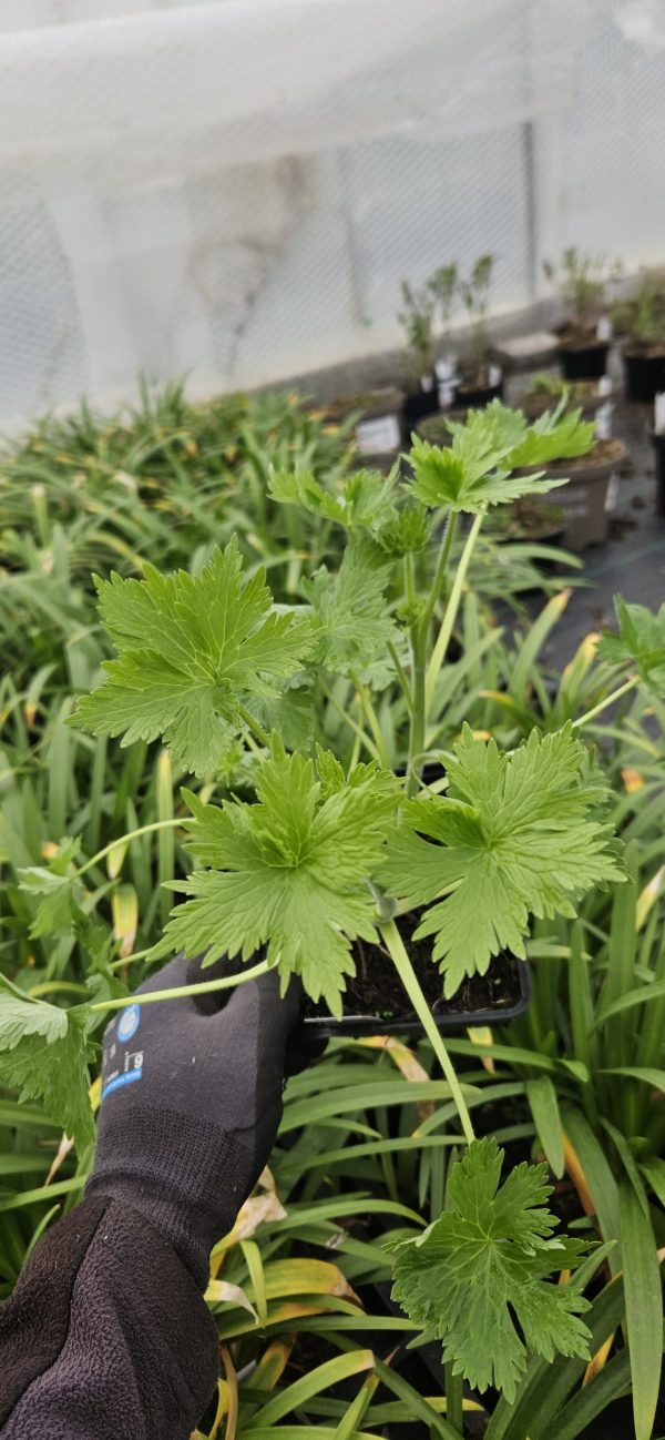 Delphinium 'Turkish Delight'