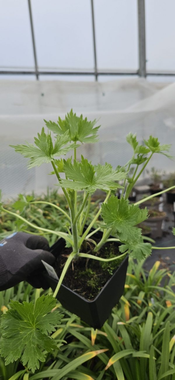Delphinium 'Turkish Delight'