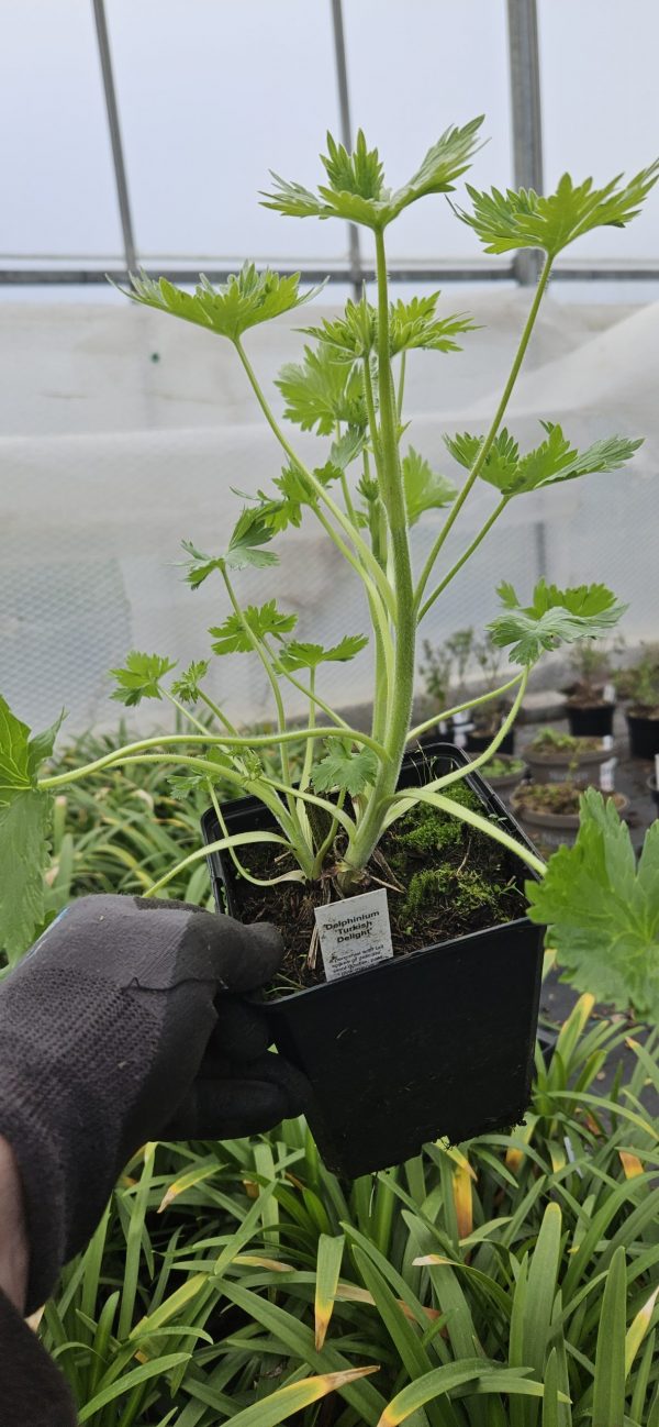 Delphinium 'Turkish Delight'