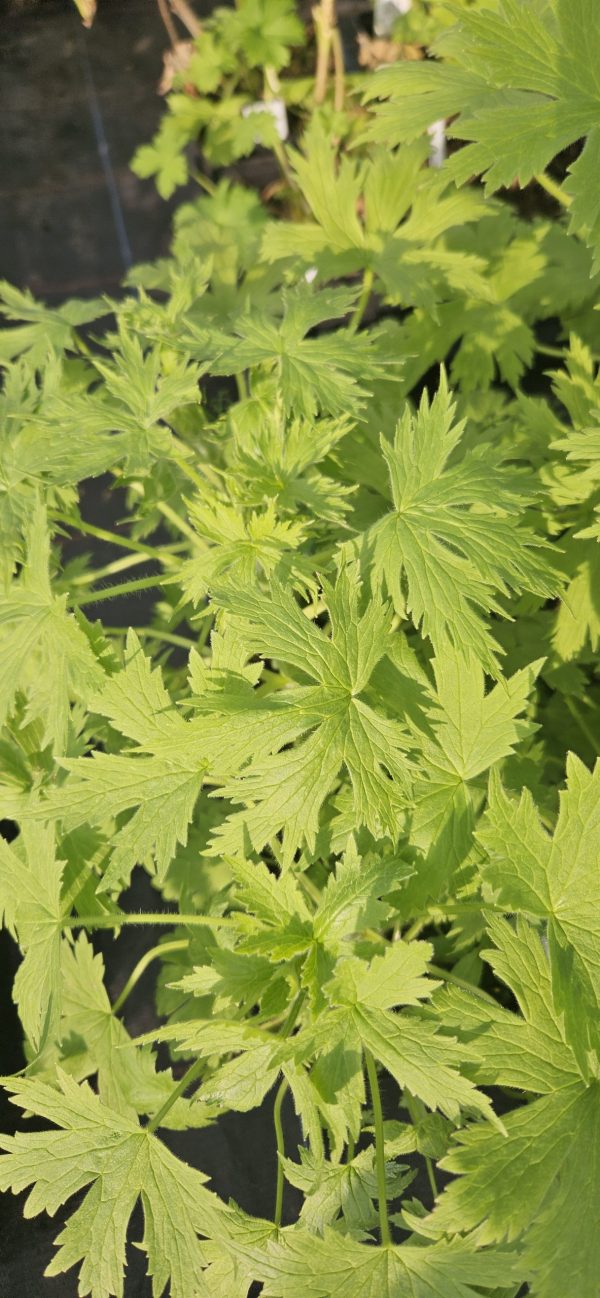 Delphinium delgenius 'Shelby'