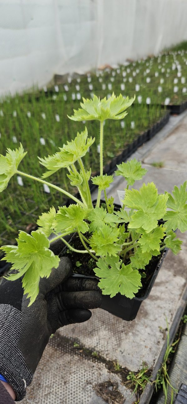 Delphinium elatum 'Aurora Lavender'