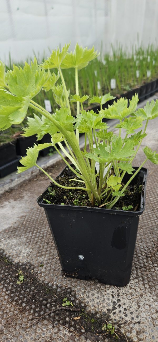 Delphinium elatum 'Aurora Lavender'