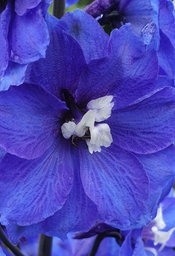 Delphinium elatum 'Blue Nile' Delphinium elatum 'Blue Nile'