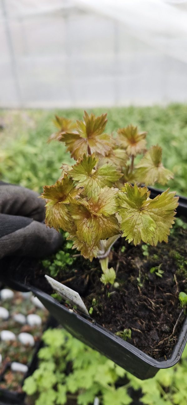 Delphinium elatum 'Faust'2 Delphinium elatum 'Faust'