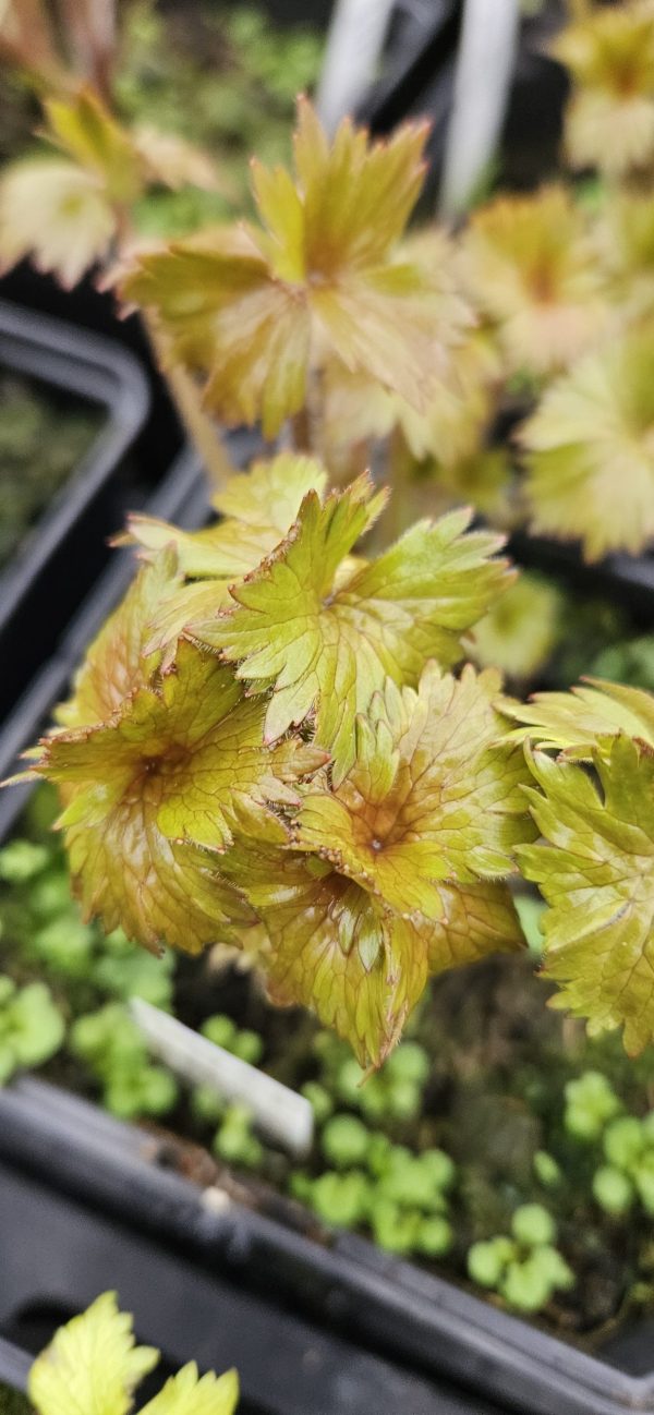 Delphinium elatum 'Faust'3 Delphinium elatum 'Faust'