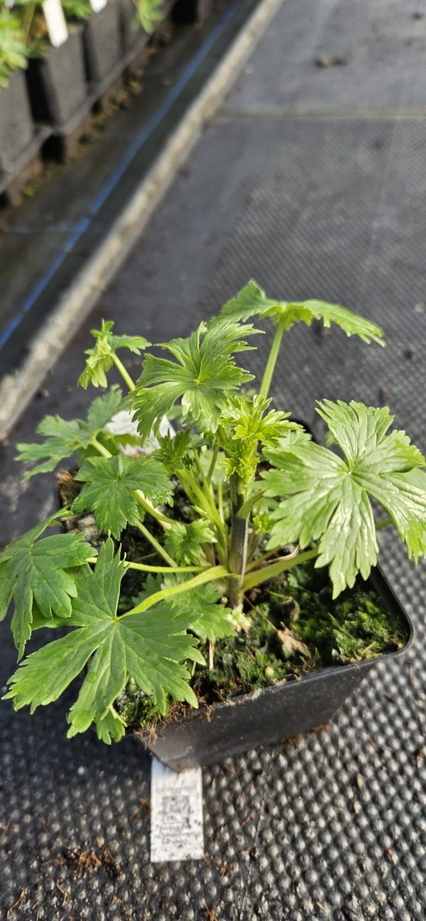 Delphinium elatum 'Guardian Lavender'