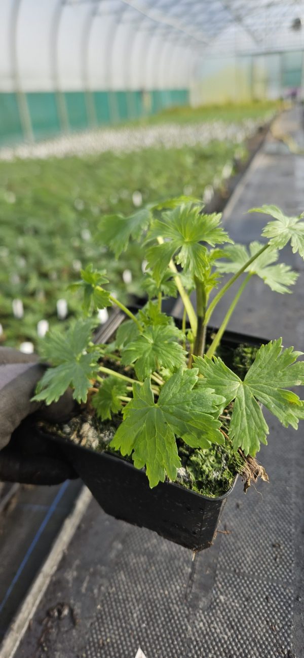 Delphinium elatum 'Guardian Lavender'