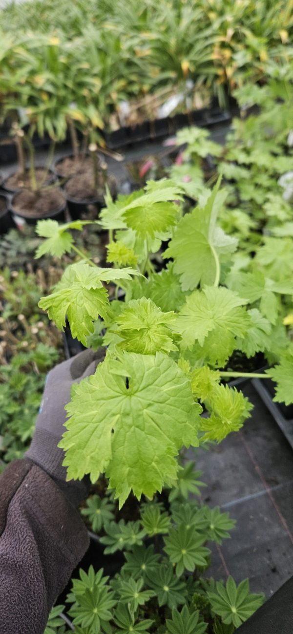 Delphinium elatum 'Guardian White' Delphinium elatum 'Guardian White'