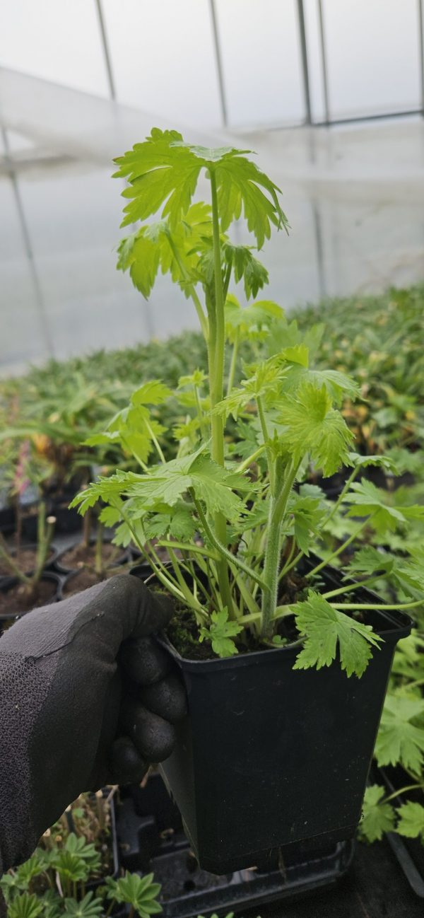 Delphinium elatum 'Guardian White'2 Delphinium elatum 'Guardian White'