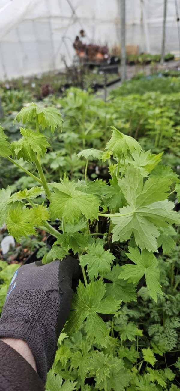 Delphinium elatum 'Guardian White'3 Delphinium elatum 'Guardian White'