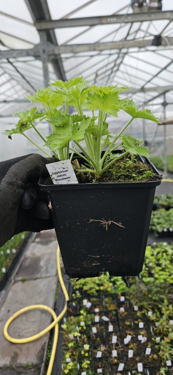 Delphinium elatum 'Moonbeam' Delphinium elatum 'Moonbeam'