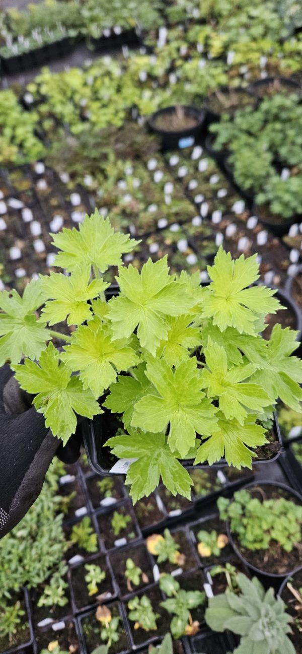 Delphinium elatum 'Moonbeam'2 Delphinium elatum 'Moonbeam'