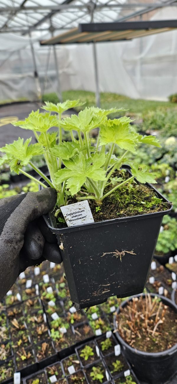 Delphinium elatum 'Moonbeam'3 Delphinium elatum 'Moonbeam'