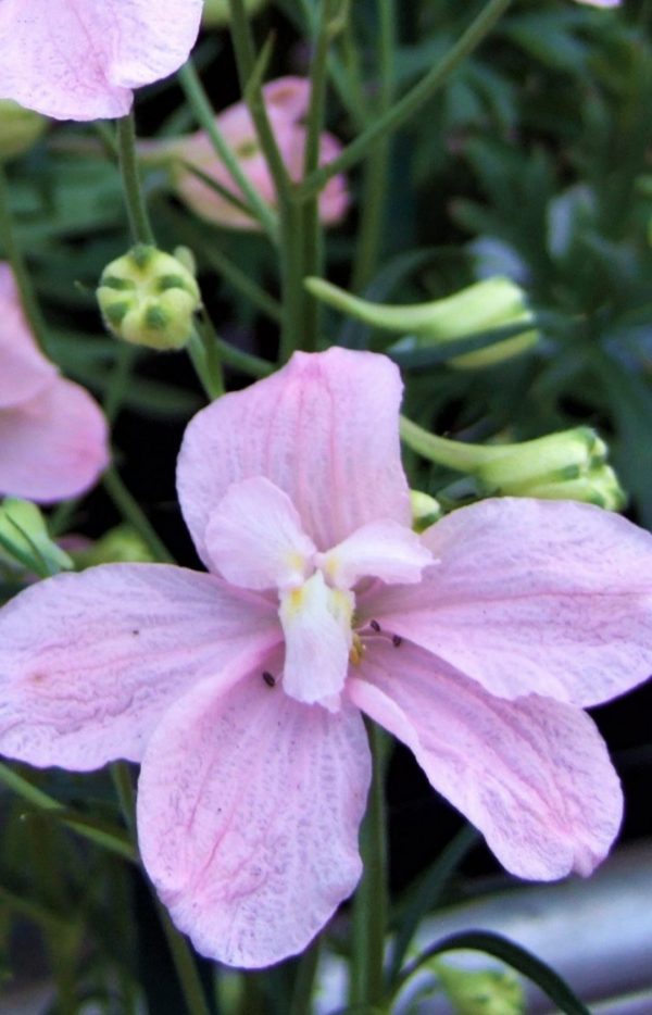 Delphinium grandiflorum 'Ocean Pink' Delphinium grandiflorum 'Ocean Pink'