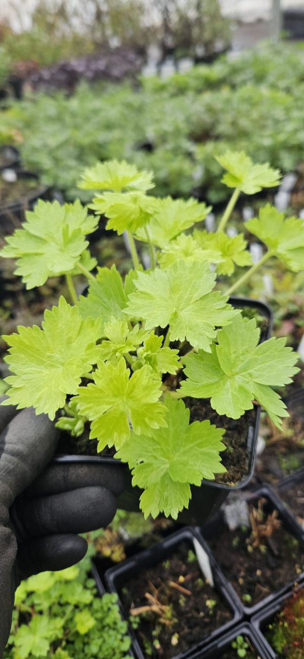 Delphinium x cultorum 'Jupiter F1 Sky Blue' Delphinium x cultorum 'Jupiter F1 Sky Blue'