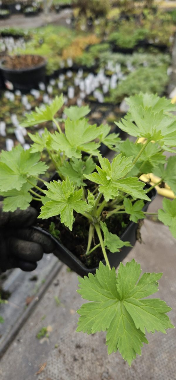 Delphinium x cultorum 'Magic Fountains Dark Blue / White Bee'