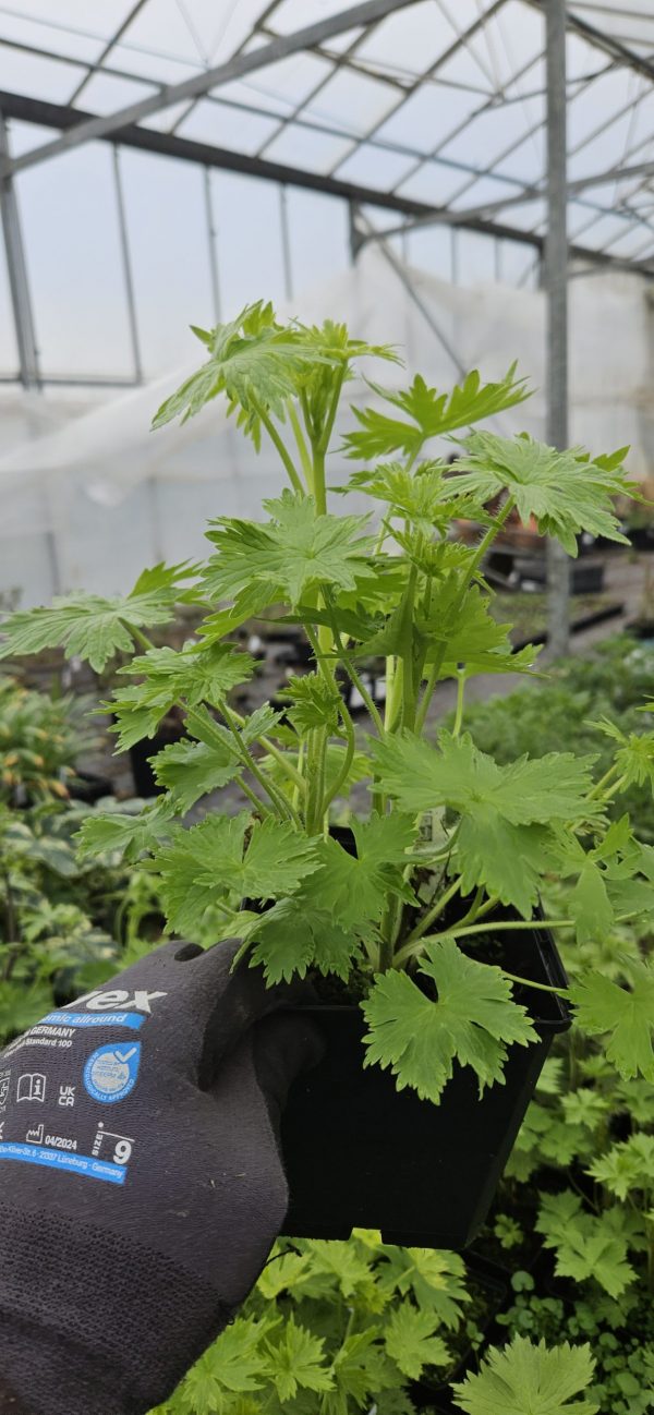 Delphinium x cultorum 'Magic Fountains Lavender / White Bee'