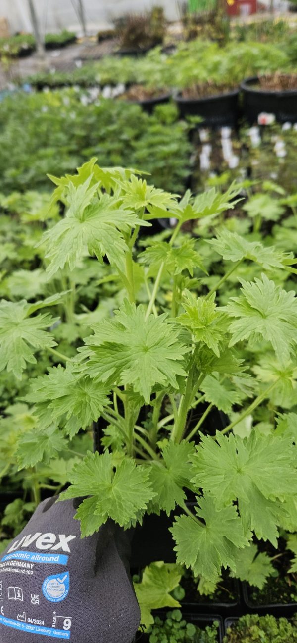 Delphinium x cultorum 'Magic Fountains Lavender / White Bee'