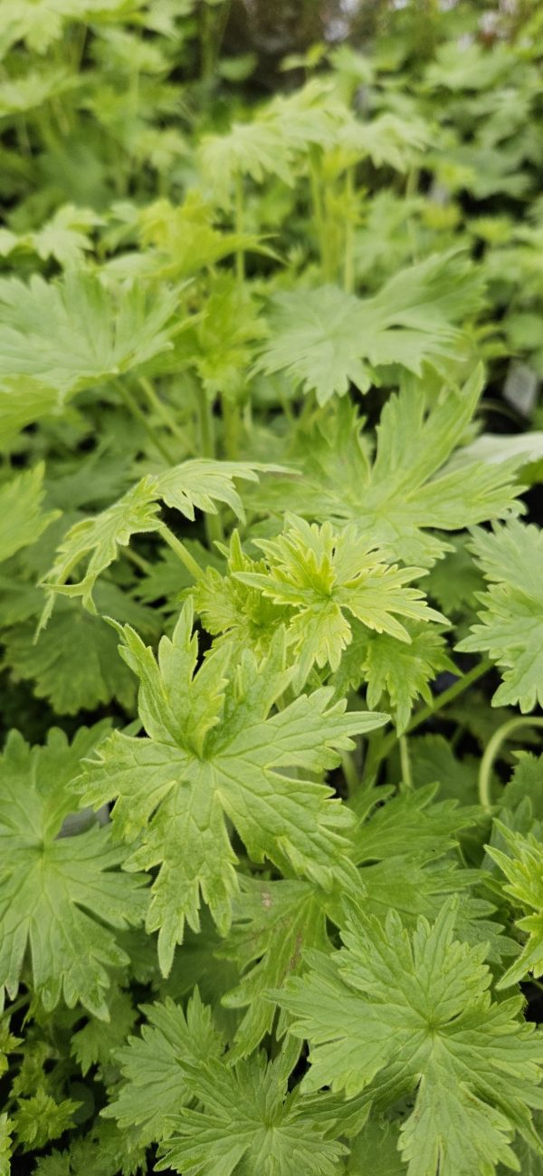 Delphinium x cultorum 'Magic Fountains Lavender / White Bee'