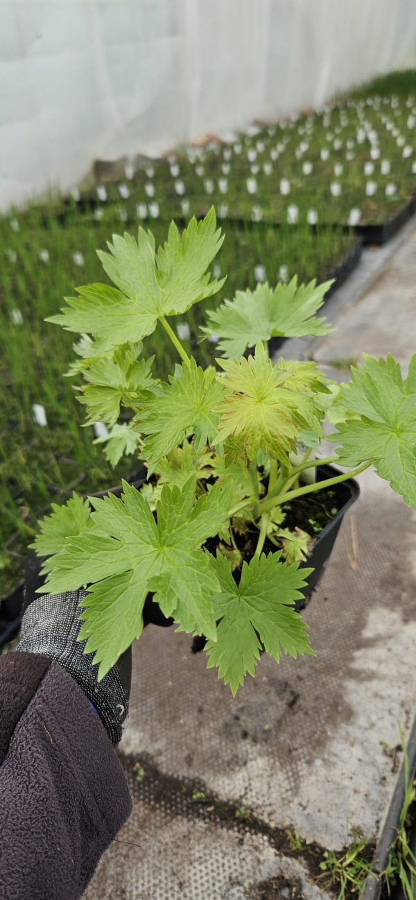 Delphinium x cultorum 'Magic Fountains Lilac Rose / White Bee'