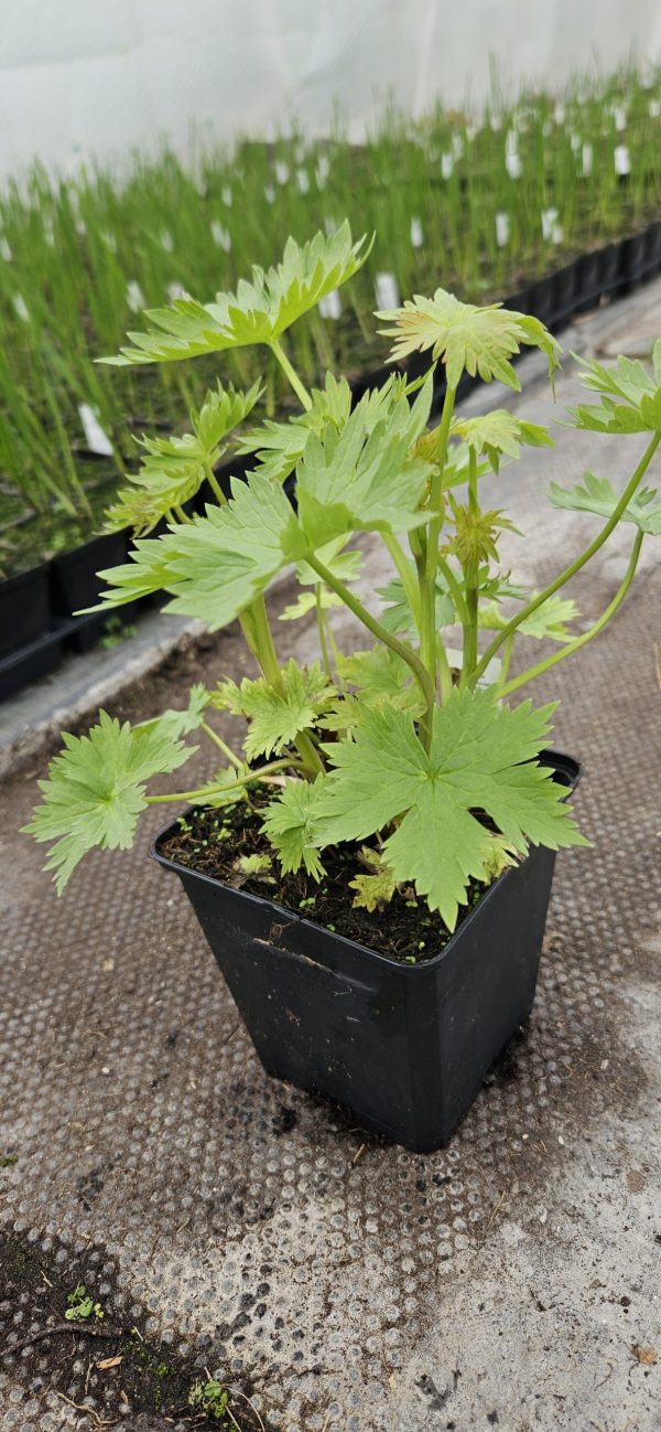 Delphinium x cultorum 'Magic Fountains Lilac Rose / White Bee'