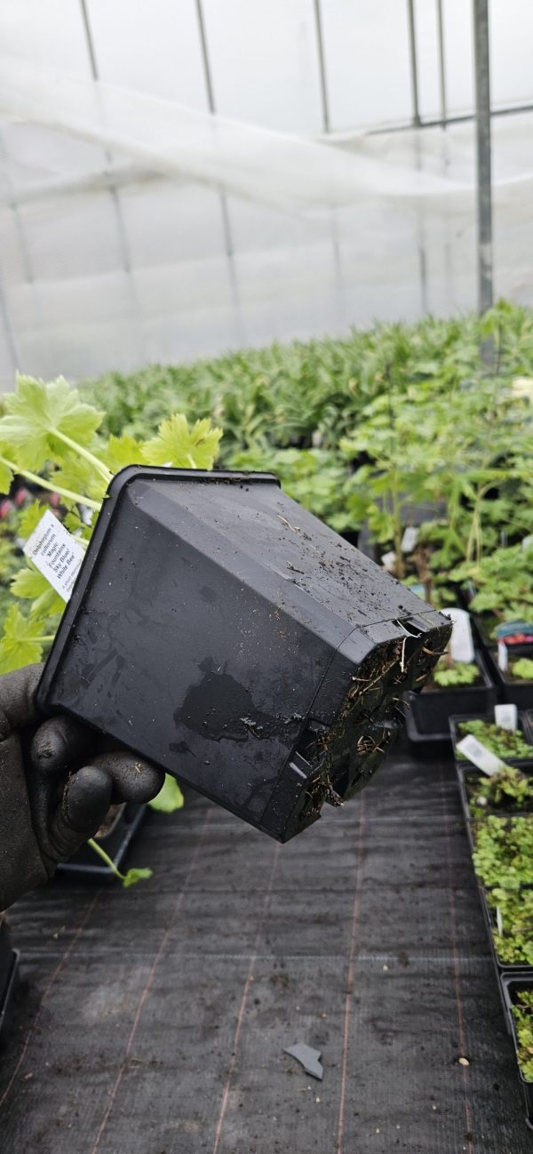 Delphinium x cultorum 'Magic Fountains Sky Blue / White Bee'