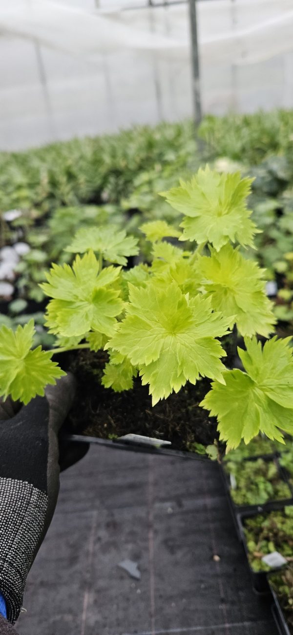 Delphinium x cultorum 'Magic Fountains Sky Blue / White Bee'