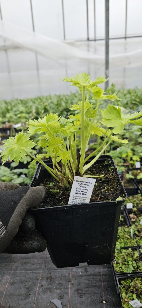 Delphinium x cultorum 'Magic Fountains Sky Blue / White Bee'