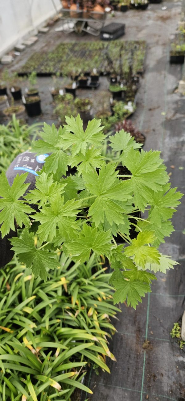 Delphinium x cultorum 'Magic Fountains White' Delphinium x cultorum 'Magic Fountains White'