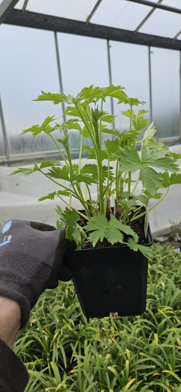 Delphinium x cultorum 'Magic Fountains White'2 Delphinium x cultorum 'Magic Fountains White'