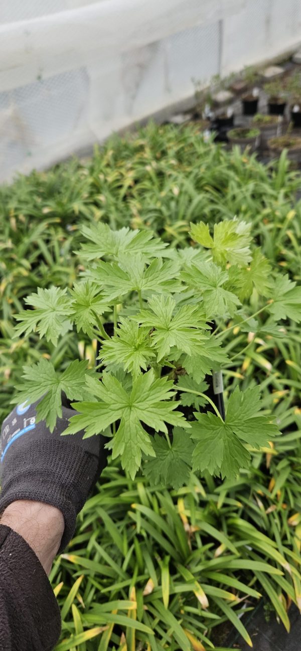 Delphinium x cultorum 'Magic Fountains White'3 Delphinium x cultorum 'Magic Fountains White'