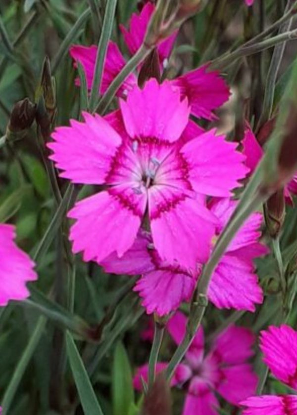 Dianthus deltoides 'Vampire'