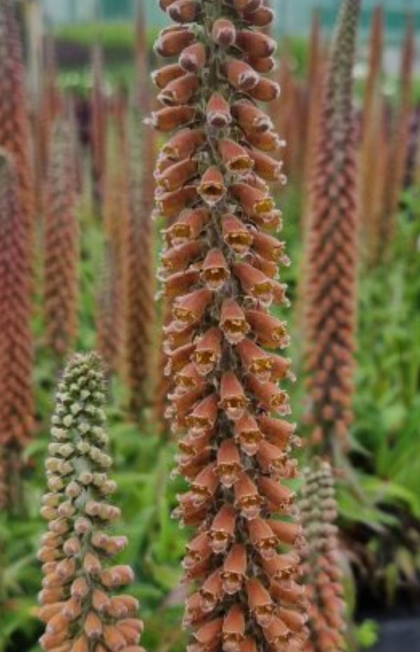 Digitalis parviflora 'Milk Chocolate' Digitalis parviflora 'Milk Chocolate'
