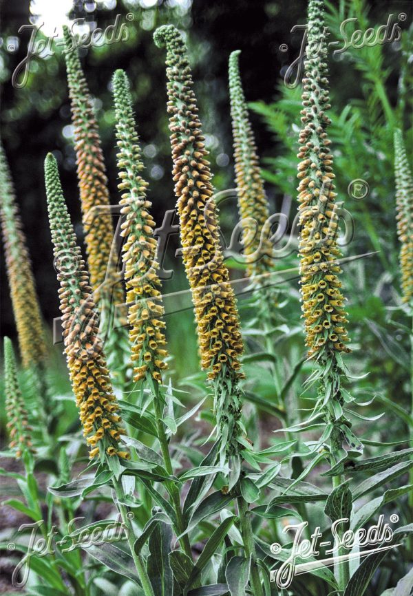 Digitalis parviflora 'Milk Chocolate'2 Digitalis parviflora 'Milk Chocolate'