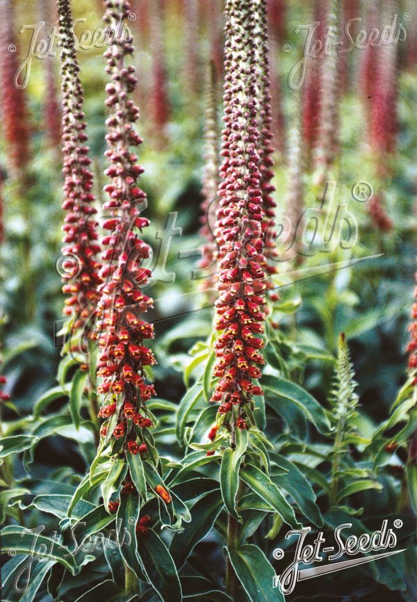 Digitalis parviflora 'Milk Chocolate'3 Digitalis parviflora 'Milk Chocolate'