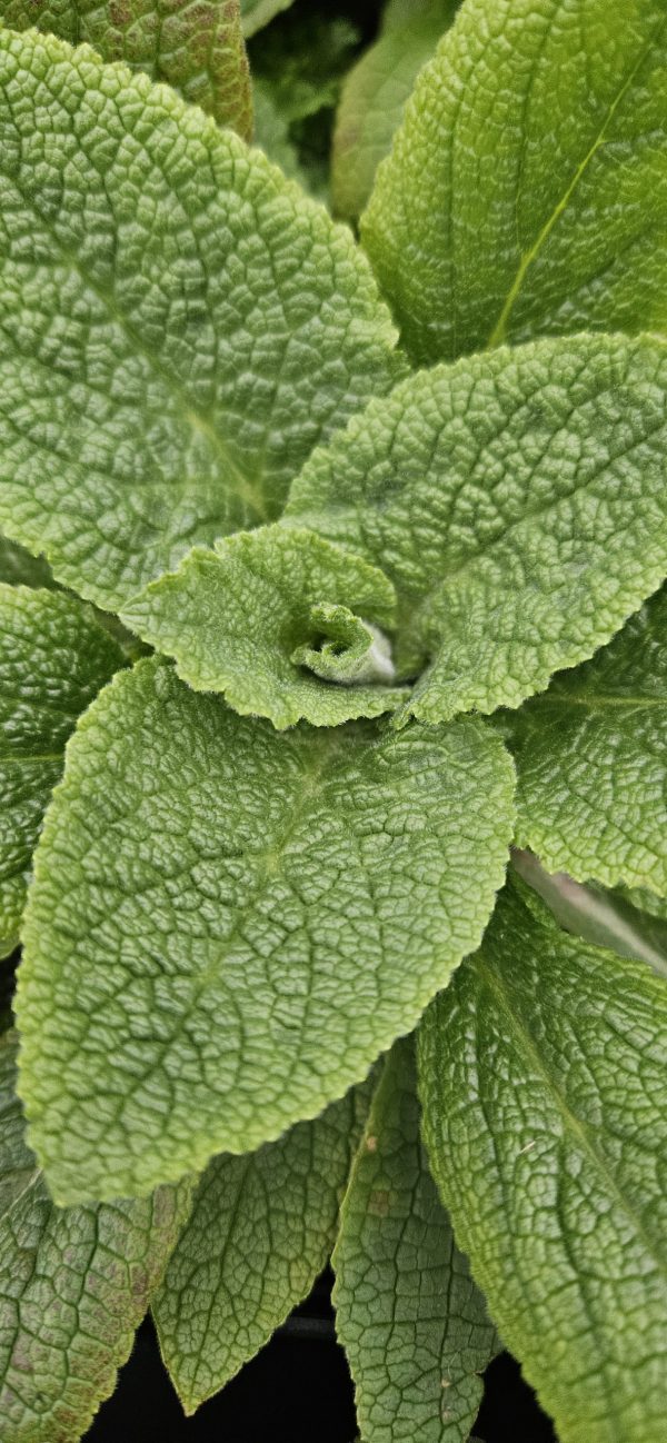 Digitalis purpurea 'Excelsior Group' Digitalis purpurea 'Excelsior Group'