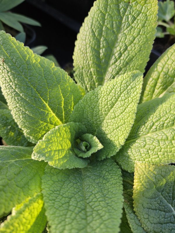 Digitalis purpurea 'Snow Thimble' Digitalis purpurea 'Snow Thimble'