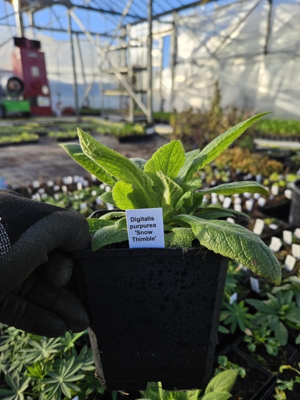 Digitalis purpurea 'Snow Thimble'2 Digitalis purpurea 'Snow Thimble'