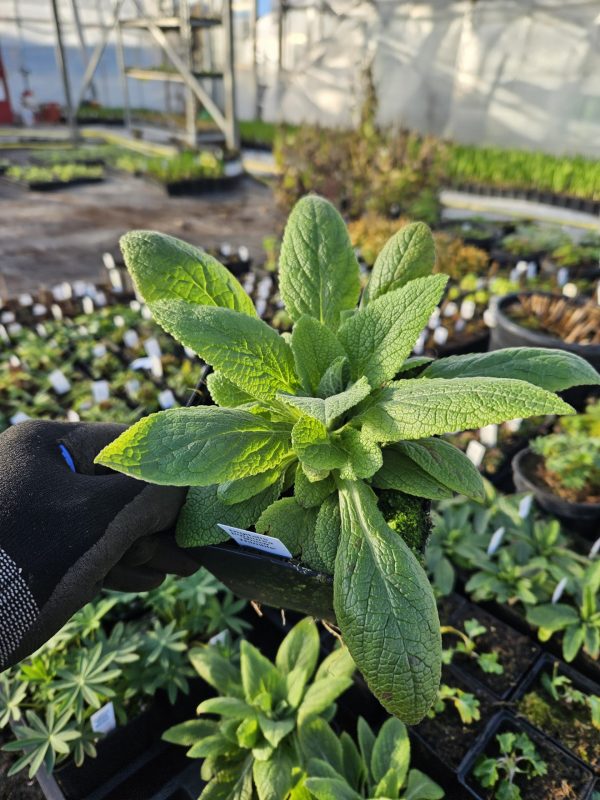 Digitalis purpurea 'Snow Thimble'3 Digitalis purpurea 'Snow Thimble'