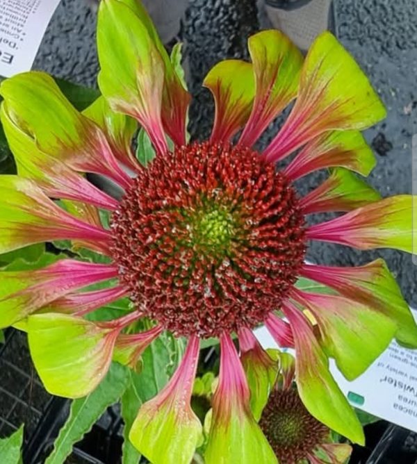 Echinacea purpurea 'Green Twister' Echinacea purpurea 'Green Twister'