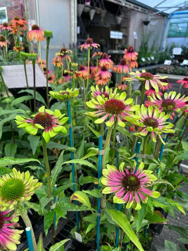 Echinacea purpurea 'Green Twister' 2 Echinacea purpurea 'Green Twister'