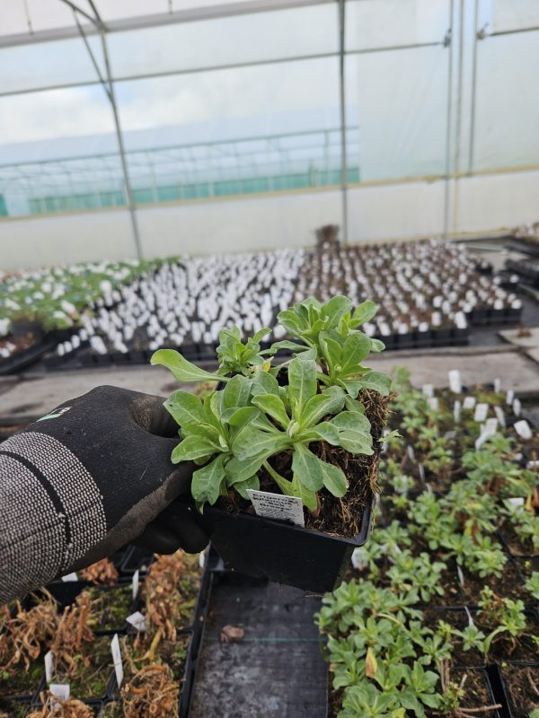 Erigeron glaucus 'Sea Breeze'