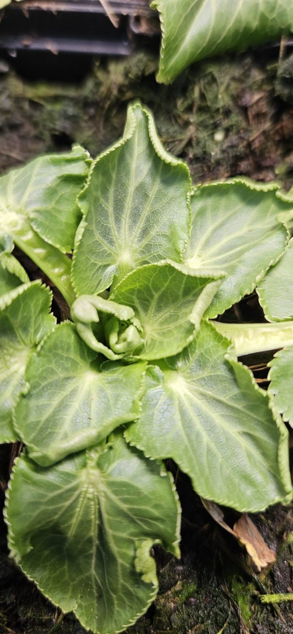 Eryngium giganteum 'Silver Ghost' Eryngium giganteum 'Silver Ghost'
