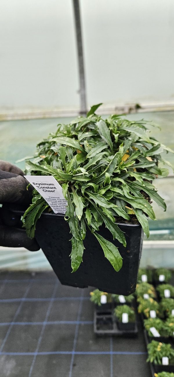 Erysimum 'Constant Cheer' Erysimum 'Constant Cheer'