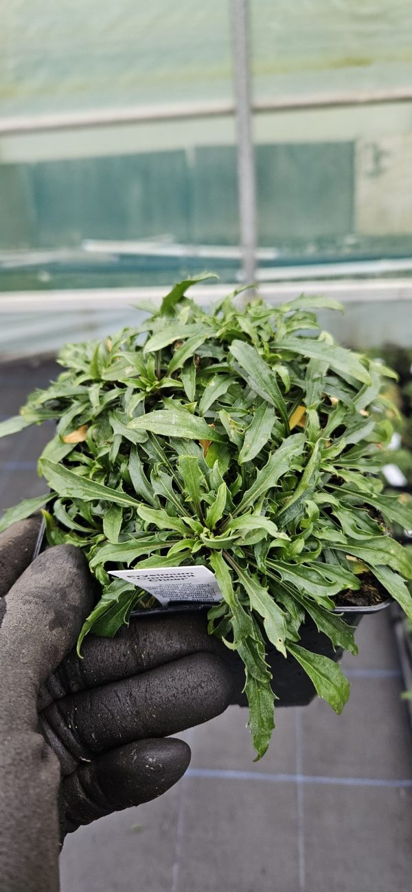 Erysimum 'Constant Cheer'2 Erysimum 'Constant Cheer'