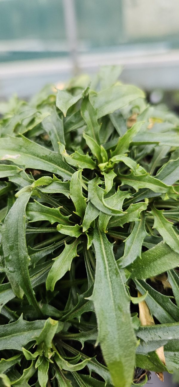 Erysimum 'Constant Cheer'3 Erysimum 'Constant Cheer'