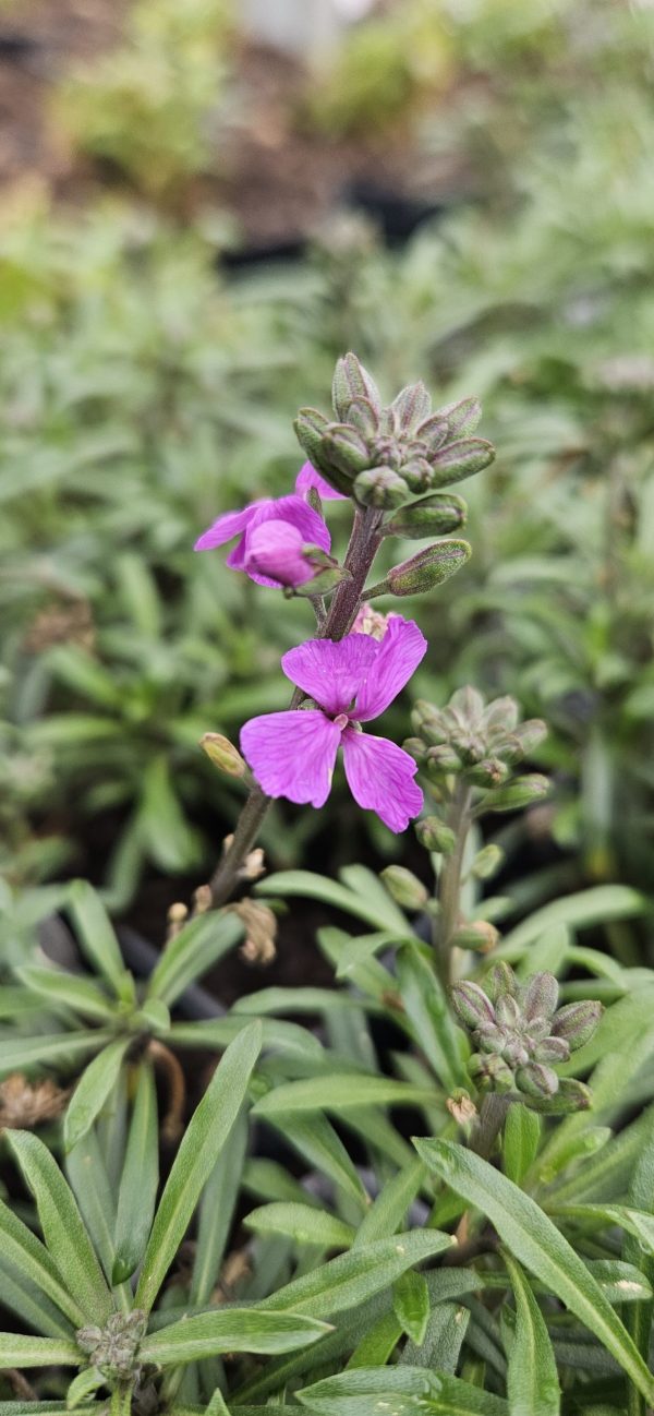 Erysimum 'Super Bowl Mauve' Erysimum 'Super Bowl Mauve'