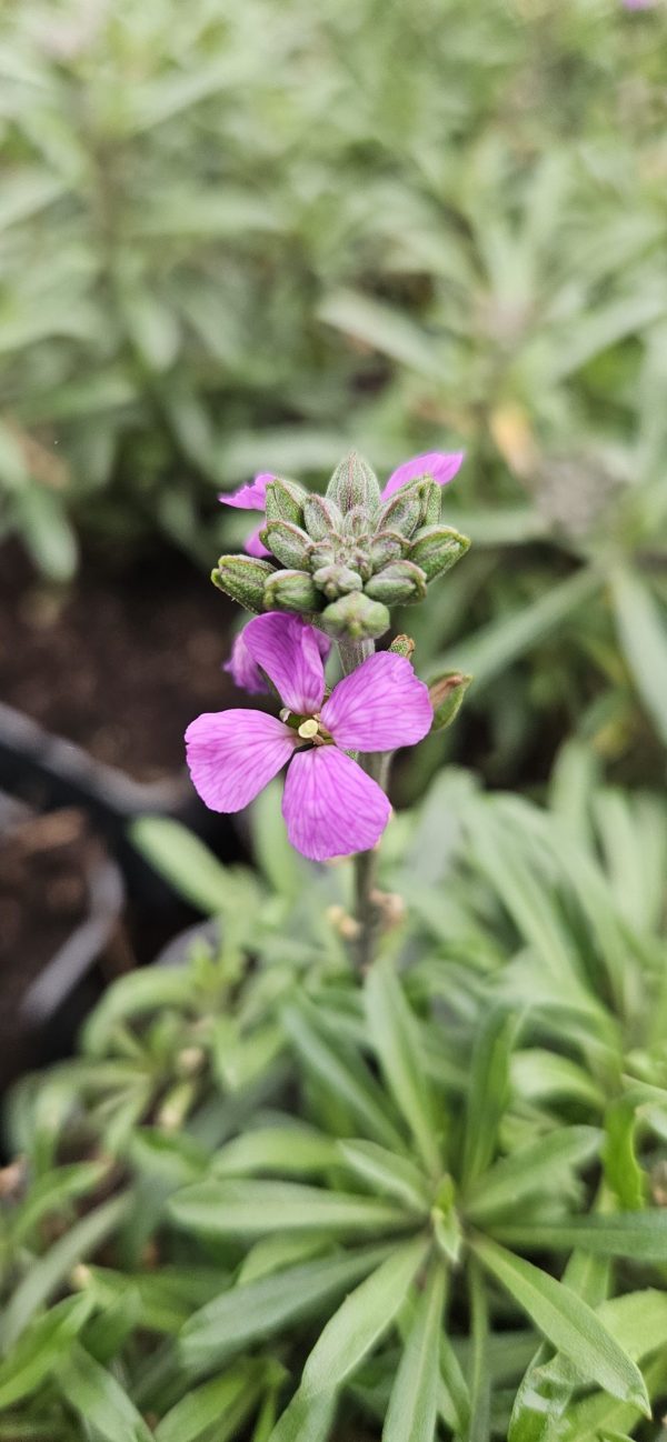 Erysimum 'Super Bowl Mauve'2 Erysimum 'Super Bowl Mauve'