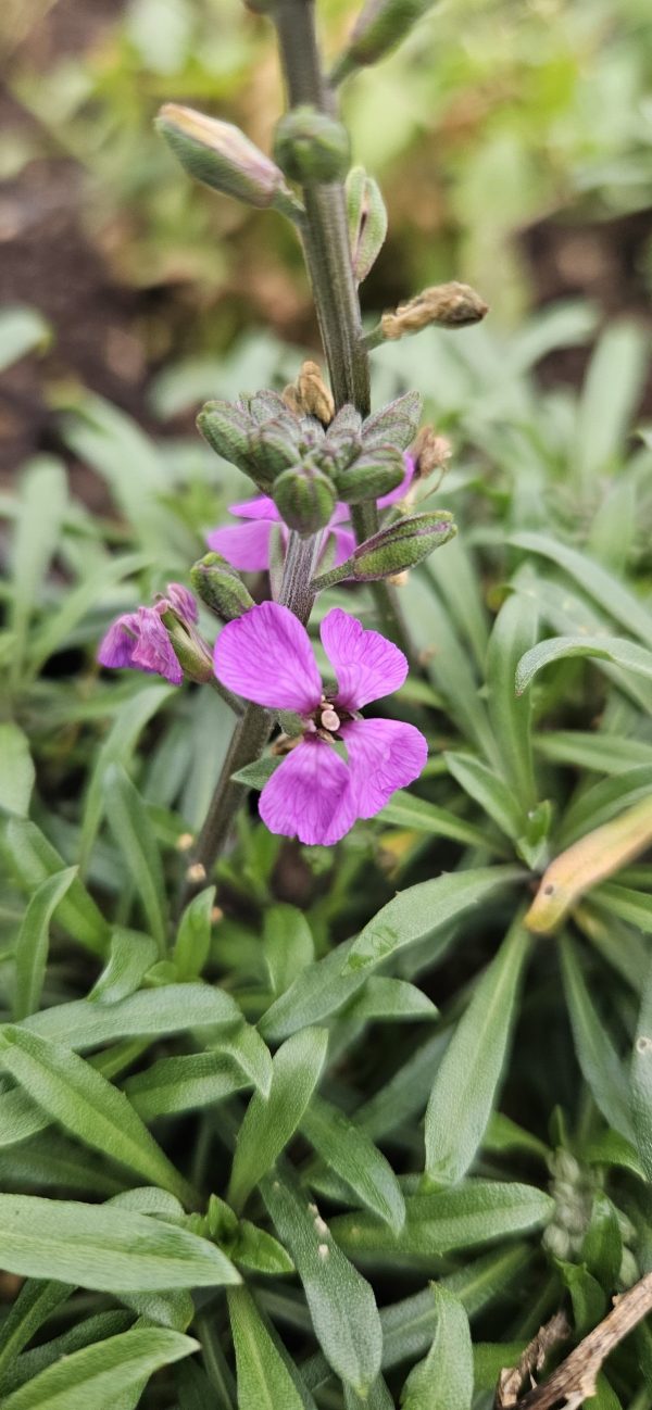 Erysimum 'Super Bowl Mauve'3 Erysimum 'Super Bowl Mauve'